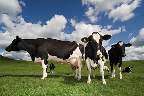 Farm images
